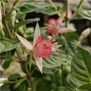 Fuchsia (Hardy) 'Walz Jubelteen'